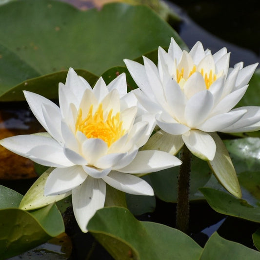 Fragrant White