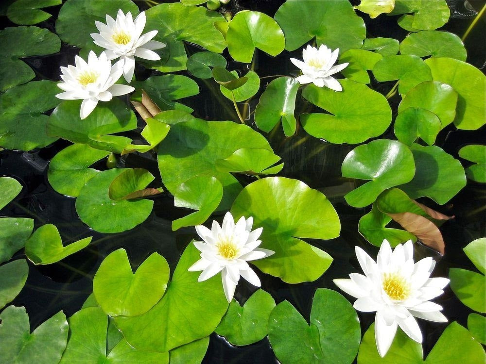 Pure White