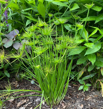 Dwarf Papyrus