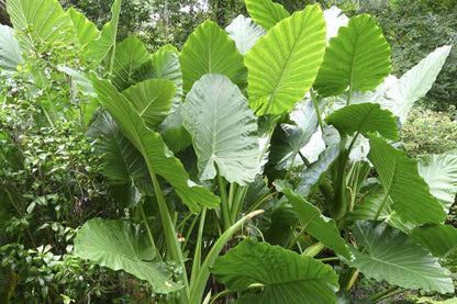 Elephant Ear
