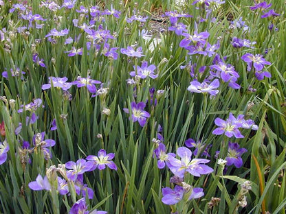 Iris | Purple