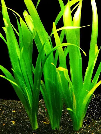 Eel Grass