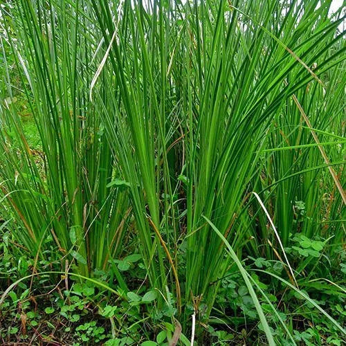 Vetiver Grass