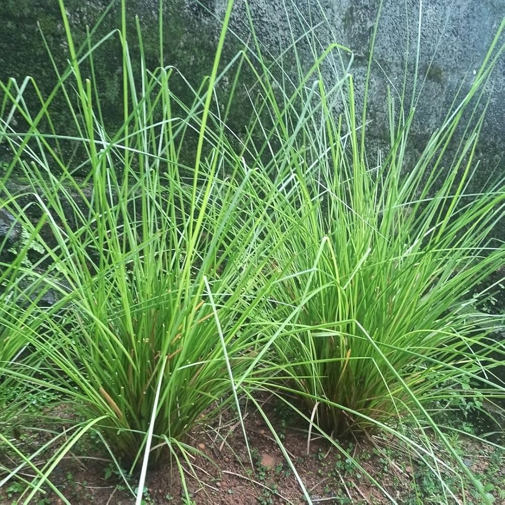 Vetiver Grass