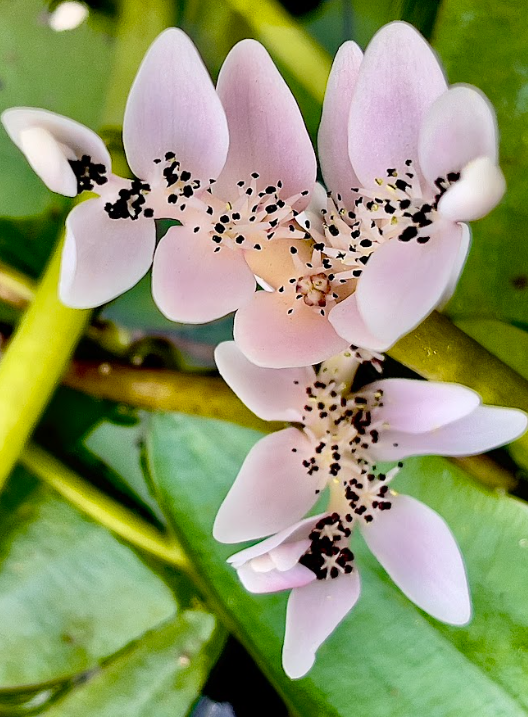 Water Hawthorn | Waterblommetjie